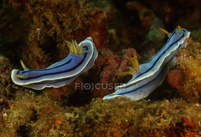 Nudibranches bleu clair avec rhinophores jaunes et tentacules nageant ensemble dans l'eau de mer profonde — Photo de stock