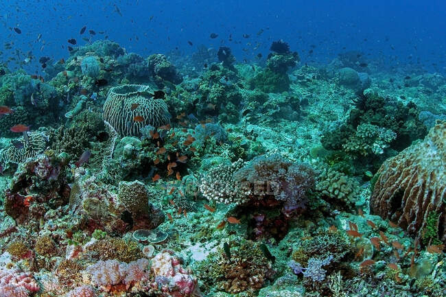 Escuela de peces pequeños nadando bajo el agua pura del océano con arrecifes de coral en el fondo - foto de stock