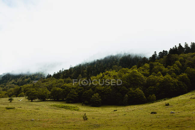 Живописный вид на зеленые деревья, растущие на холме возле луга с травой и облачным небом — стоковое фото