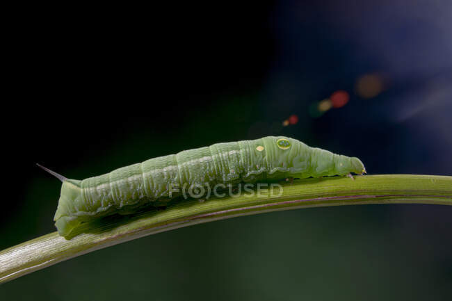 Macro tiro de lagarta verde de Hippotion celerio conhecido como traça de videira ou traça de falcão listrado prata rastejando no caule — Fotografia de Stock