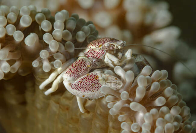 Cangrejo anémona de porcelana blanco y rojo de cuerpo entero arrastrándose sobre coral suave en agua de mar - foto de stock