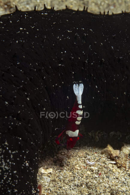 Full length red bodied shrimp swimming near coral reefs on pebble sea bottom — Stock Photo