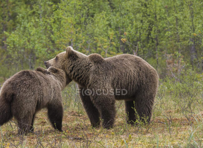 Fahndungsbild ausgewachsener, pelziger Braunbären, die tagsüber im Naturschutzgebiet laufen und auf dem Boden stehen — Stockfoto