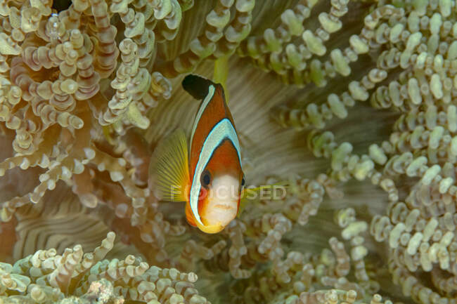 Pequeño Amphiprion Akindynos o pez payaso con brillante cuerpo colorido escondido en medio del arrecife de coral en el agua tropical del océano - foto de stock
