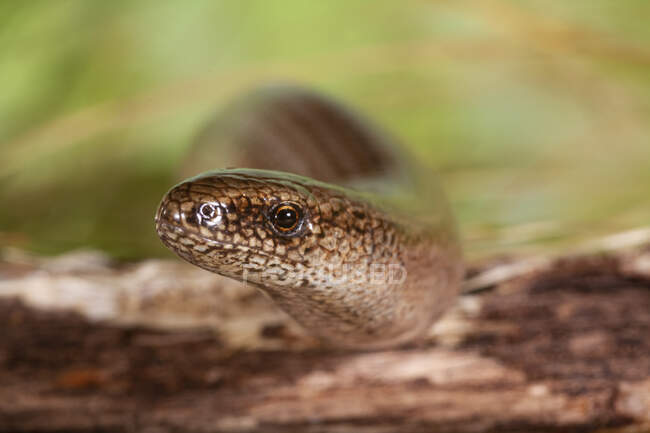 Closeup of head of slow worm Anguis fragilis legless lizard also called deaf adder or blindworm crawling in wild nature with green background — Stock Photo