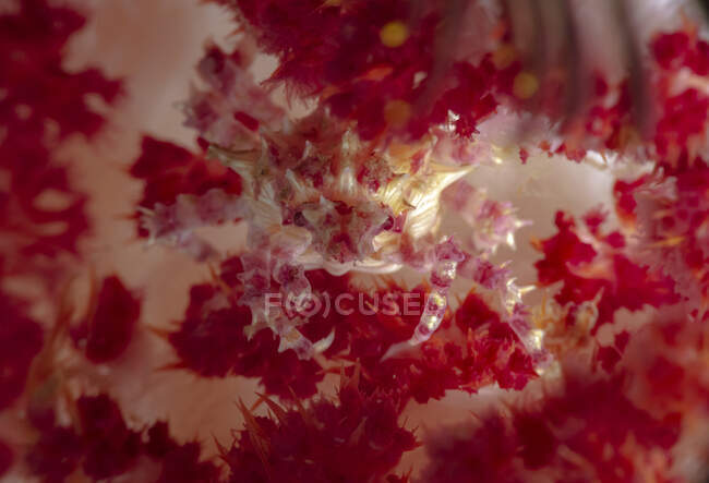 Caranguejo doce espinhoso rosa claro de comprimento total sentado em corais macios em água do mar profunda — Fotografia de Stock