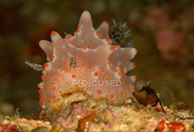 Nudibranche blanche aux taches orange tentacules et rhinophores rampant sur les récifs coralliens en eau profonde — Photo de stock