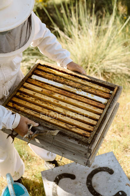 Зверху анонімного бджоляра, який носить дерев'яну коробку для вуликів з медоносцями під час роботи на пасіці в літній день — стокове фото