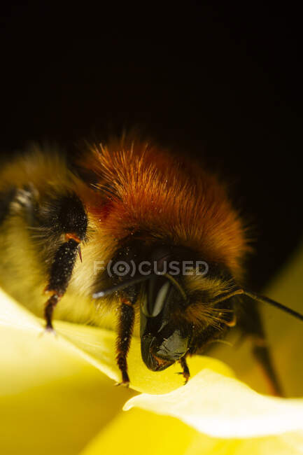 Gros plan de l'abeille chardeuse Bombus pascuorum polinisant la fleur jaune sauvage dans la nature — Photo de stock