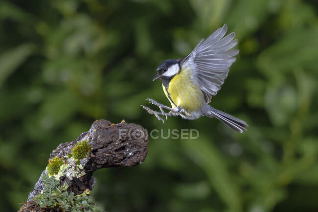 Adorable tit bird with spread wings flying near twig in verdant summer forest — Fotografia de Stock