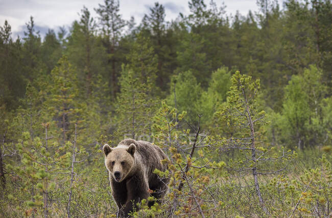 Rastreamento tiro de adulto peludo urso marrom andando e de pé no chão na reserva natural durante o dia — Fotografia de Stock