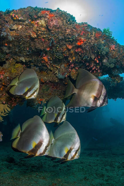 Medium sized fish with disc shaped bodies swimming together under pure sea aqua with coral reefs — Stock Photo