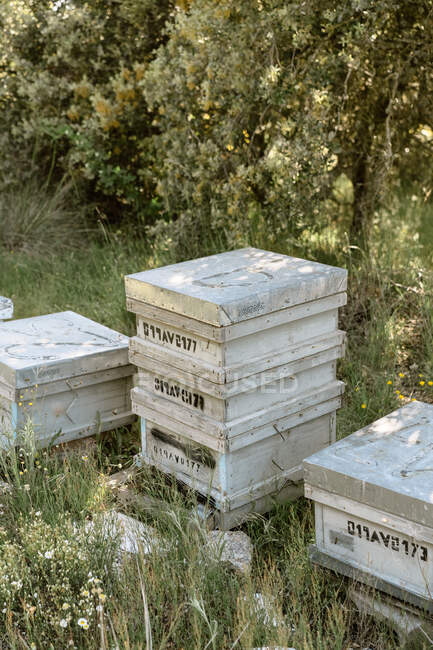 Wooden beehives located on grassy meadow near trees in apiary in summer day — Stock Photo