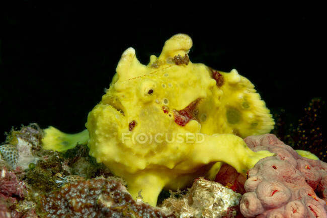 Closeup of bright yellow subtropical Antennarius multiocellatus or longlure frogfish in transparent sea water with corals — Stock Photo