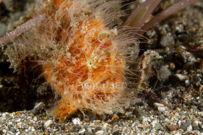 Крупный план морских субтропических полосатых лягушек или волосатых лягушек Antennarius striatus, принадлежащих к семейству Antennariidae на дне океана с скалистыми рифами — стоковое фото