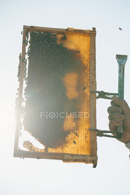 Низький кут невизначеного бджоляра в захисному костюмі, який вивчає стільницю з бджолами під час роботи на пасіці в сонячний літній день — стокове фото