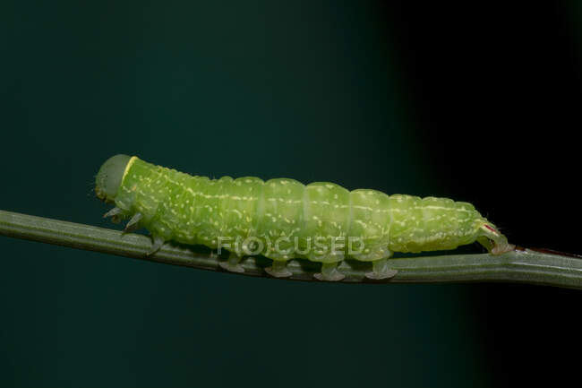 Macro shot di bruco verde Chrysodeixis include o soia looper strisciare su ramoscello sottile in natura — Foto stock
