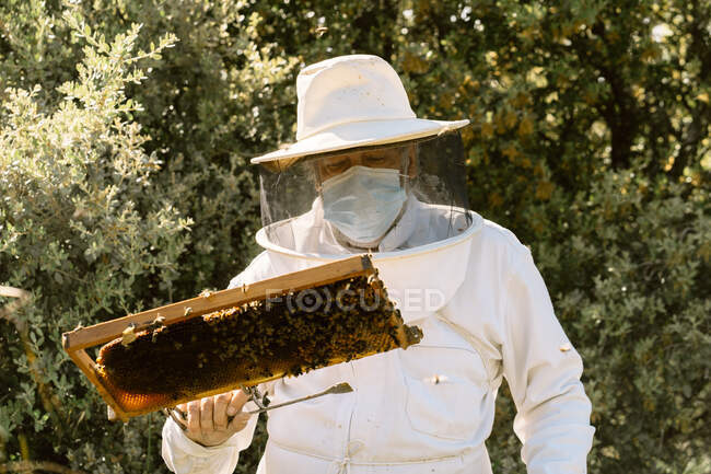Male beekeeper in protective costume and face mask examining honeycomb with bees while working in apiary in sunny summer day — Stock Photo