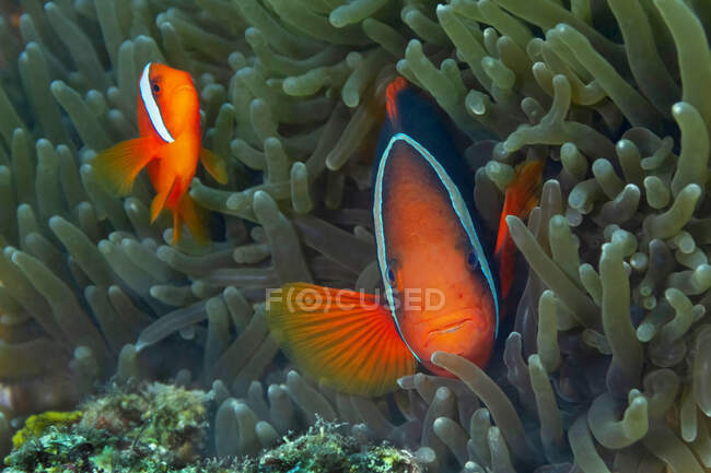 Small Amphiprion frenatus or Tomato clownfish with bright colorful body hiding amidst coral reef in tropical ocean water — Stock Photo