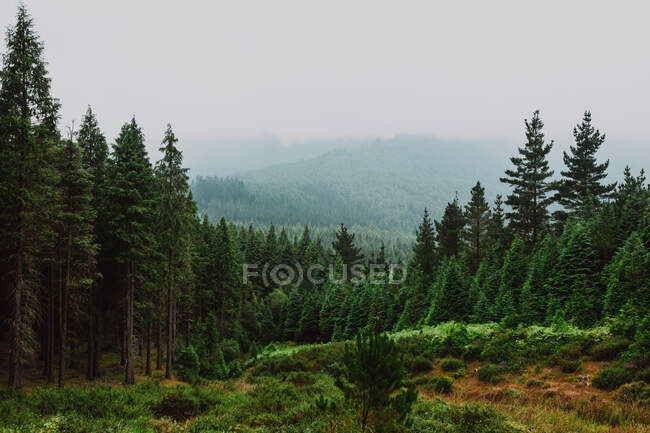 Frondosos bosques verdes con árboles de coníferas que crecen en las laderas de la cordillera de los Dolomitas en Italia - foto de stock