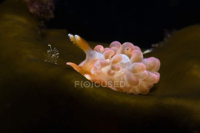 Гастрономічні молюски з щупальцями на мантії, що плаває в прозорій морській акваріумі на чорному тлі — стокове фото