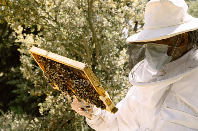 Мужчина-пчеловод в защитном костюме и маске для лица осматривает соты с пчелами во время работы на пасеке в солнечный летний день — стоковое фото