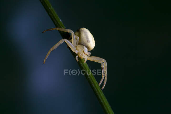 Macro shot of Araniella cucurbitina or cucumber green spider crawling on grass stem in nature — Stock Photo