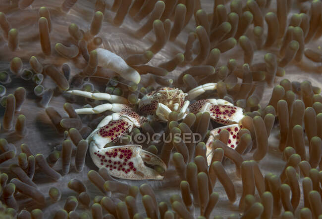 Белый и красный фарфоровый краб анемон, ползающий по мягким кораллам в морской воде — стоковое фото