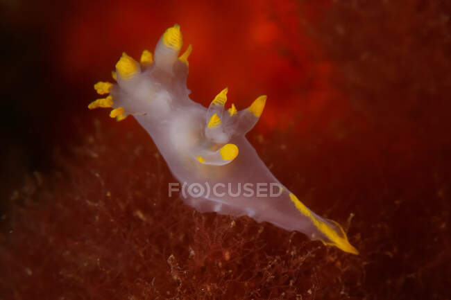 Translucent nudibranch mollusk with yellow tentacles swimming in deep dark seawater over reef — Stock Photo