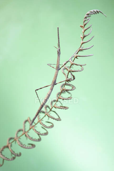 Closeup of Leptynia hispanica specie of stick insect sitting immobile on herb twig against blurred green background in nature — Stock Photo