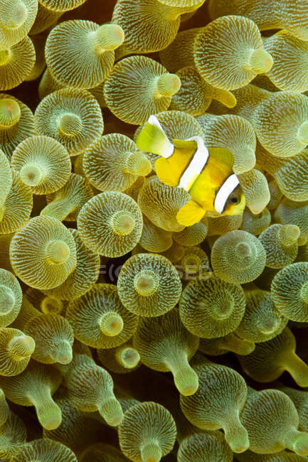 Colorful striped Amphiprion bicinctus or Twoband anemonefish swimming against green sea anemones in tropical waters — Stock Photo