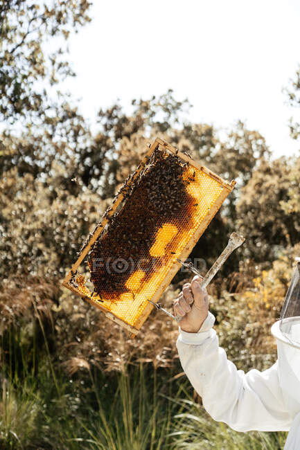 Unerkannter Imker im Schutzanzug begutachtet Bienenwaben bei der Arbeit im Bienenhaus an sonnigen Sommertagen — Stockfoto