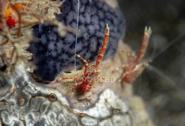 Красный ракообразный с длинным носом сидит на неровном коралловом рифе в глубокой морской воде — стоковое фото