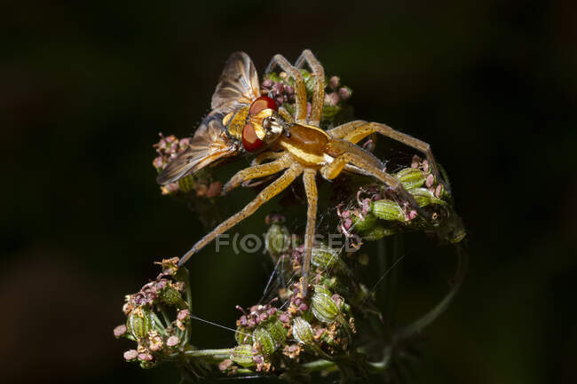 Macro shot of raft spider Dolomedes fimbriatus with cobweb eating prey insect on blooming flower in nature with black background — Fotografia de Stock