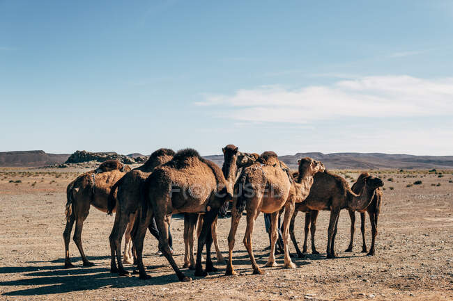 Chameaux sur sable chaud dans le désert ensoleillé au Maroc — Photo de stock