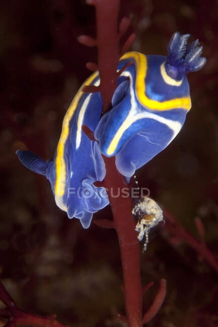 Lumaca tropicale di mare con branchie e tentacoli che mangia corallo con polipi in acqua trasparente su fondo sfocato — Foto stock