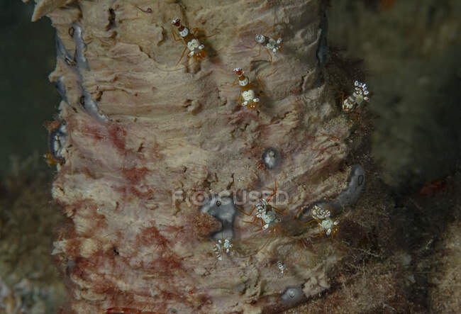 Gruppe bunter Anemonengarnelen kriecht auf unebener Korallenoberfläche im tiefen Meerwasser — Stockfoto