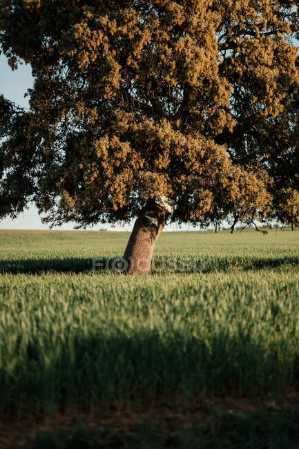 Paysage avec un grand arbre solitaire au feuillage vert poussant dans un champ herbeux lors d'une journée d'été ensoleillée à la campagne — Photo de stock