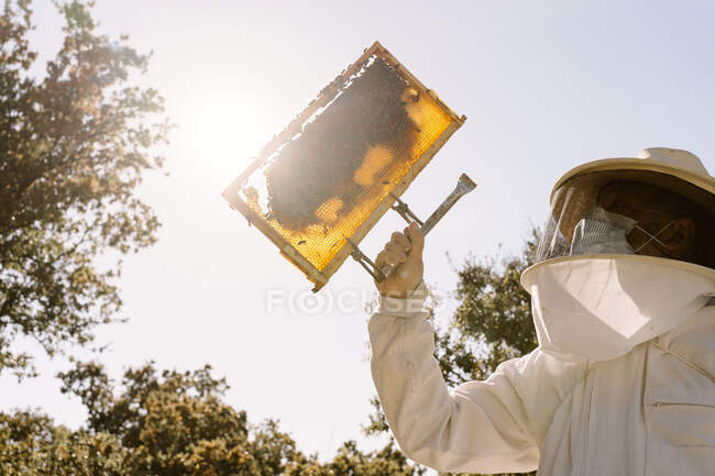 Низкий угол работы неузнаваемого пчеловода в защитном костюме, осматривающего соты с пчелами во время работы на пасеке в солнечный летний день — стоковое фото