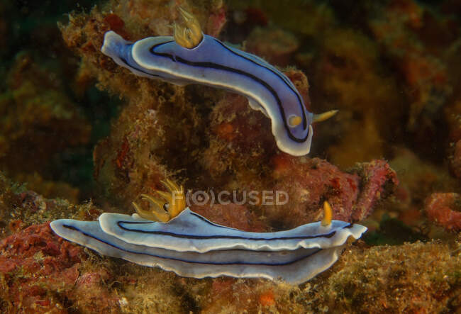 Light blue nudibranchs with yellow rhinophores and tentacles swimming together in deep seawater — Stock Photo