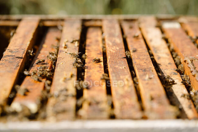 De cima closeup de muitas abelhas que se reúnem na colmeia de madeira no dia ensolarado no apiário — Fotografia de Stock