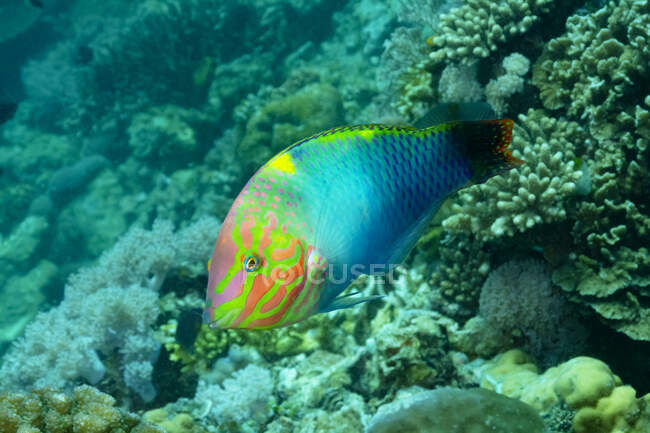 Closeup de brilhante multicolorido exótico Halichoeres hortulanus ou Checkerboard wrasse peixes nadando no fundo do oceano com corais — Fotografia de Stock