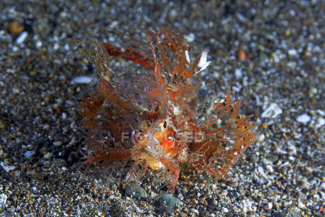 Nahaufnahme tropischer Meerespteroidichthys amboinensis oder Ambon-Skorpionfische auf dem Meeresboden — Stockfoto
