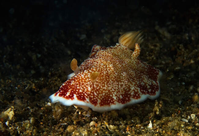 Mollusque gastéropode marin avec tentacules et ornement tacheté sur manteau dans un aqua océanique pur — Photo de stock