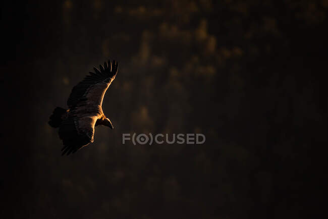 Vista lateral de um abutre voando nas alturas com asas abertas — Fotografia de Stock