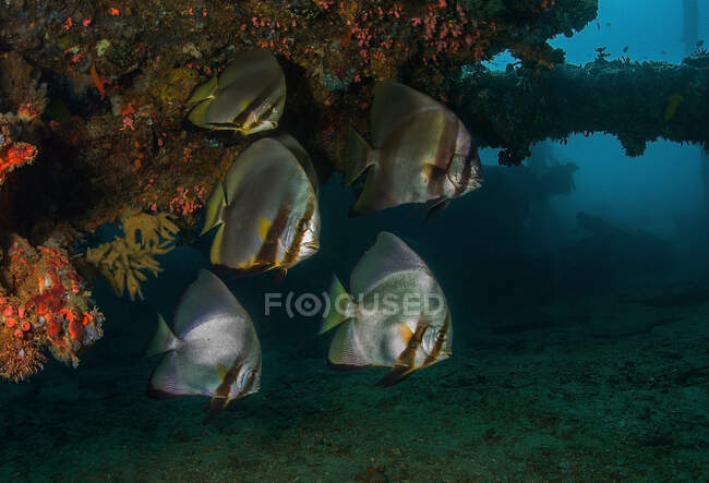 Peixes de tamanho médio com corpos em forma de disco nadando juntos sob aqua de mar puro com recifes de coral — Fotografia de Stock