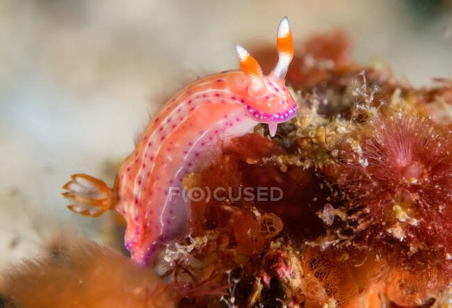 Светло-розовый моллюск с носорогами и щупальцами ползает по естественному рифу на дне моря — стоковое фото