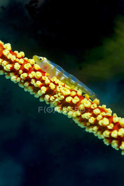 Primo piano di minuscoli semi trasparenti Bryaninops yongei o Whip coral goby fish vicino Cirripathes anguina coral in acque marine scure — Foto stock