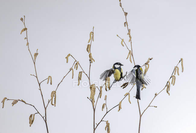 Cute wild tit birds sitting on thin tree branches against gray sky in nature — Stock Photo
