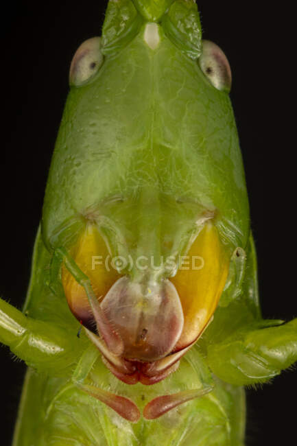 Macro shot of head of green Ruspolia nitidula bush cricket known as cone headed grasshopper eating plant in nature — Stock Photo